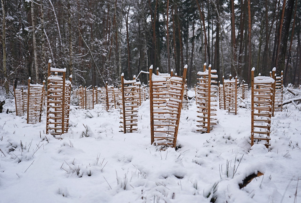 Restoring the Web: Rebuilding Degraded Ecosystems for Improved Biodiversity